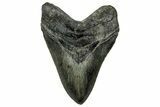 Huge, Fossil Megalodon Tooth - North Carolina #328412-1